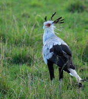 Secretarybird - Masaï Mara