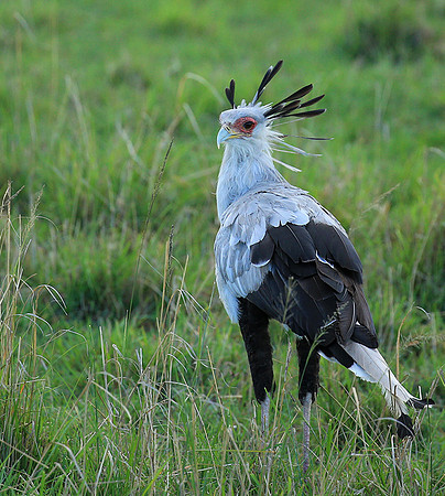 Secretarybird - Masaï Mara