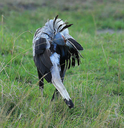 Secretarybird - Masaï Mara