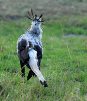 Secretarybird - Masaï Mara