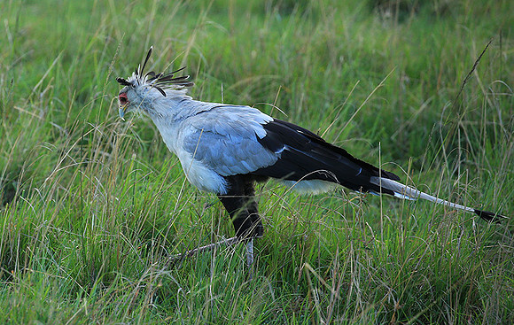 Secretarybird - Masaï Mara