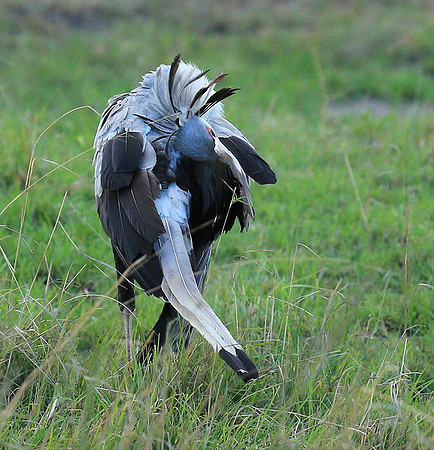 Secretarybird - Masaï Mara