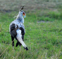 Secretarybird - Masaï Mara