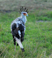 Secretarybird - Masaï Mara