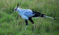 Secretarybird - Masaï Mara