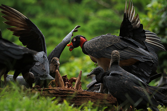 King vulture (sarcoramphe roi)