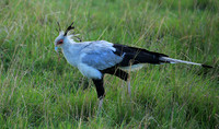 Secretarybird - Masaï Mara