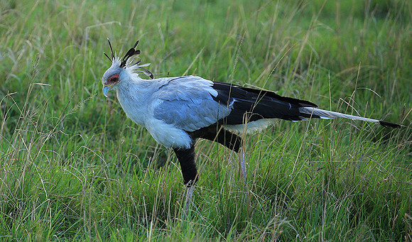 Secretarybird - Masaï Mara