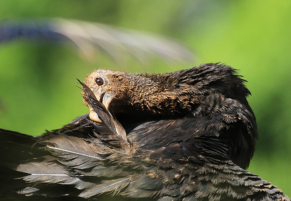 Black vulture