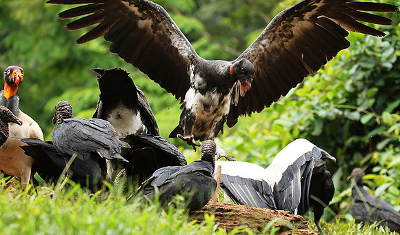 King vulture (sarcoramphe roi)