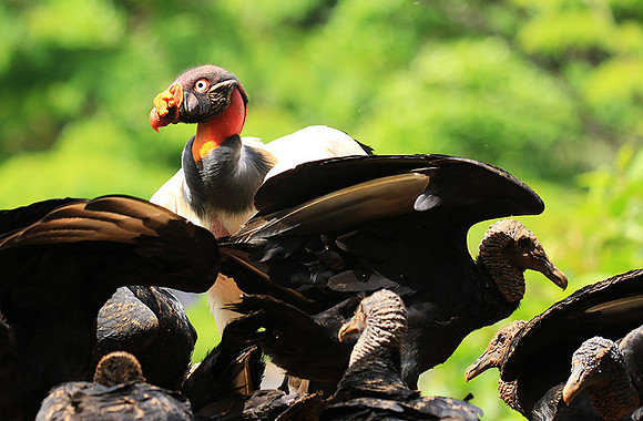 King vulture (sarcoramphe roi)