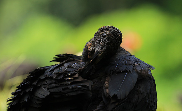 Black vulture