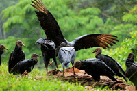 Black vultures