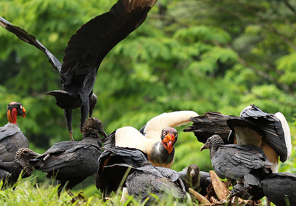 King vulture (sarcoramphe roi)