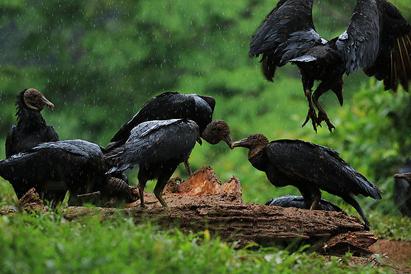 Black vultures