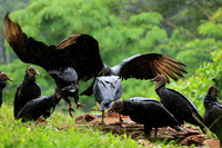 Black vultures