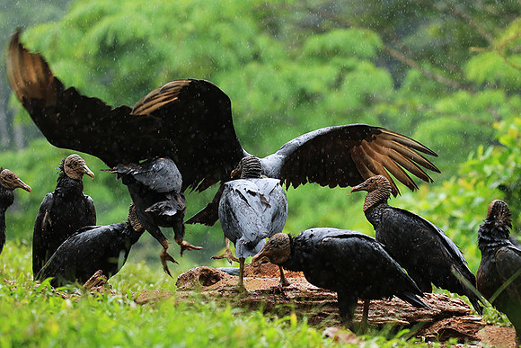 Black vultures