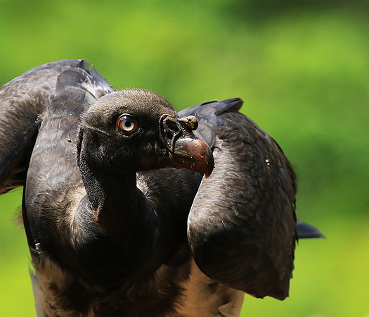 King vulture (sarcoramphe roi)