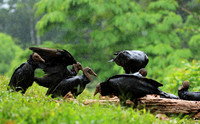 Black vultures