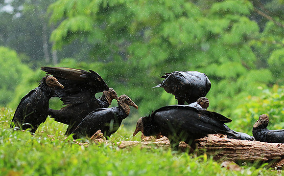 Black vultures