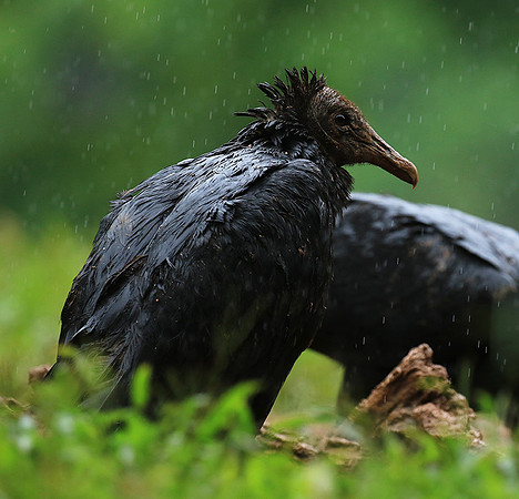 Black vultures