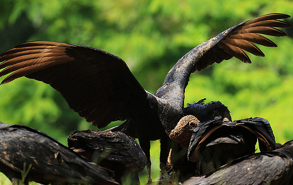 Black vulture