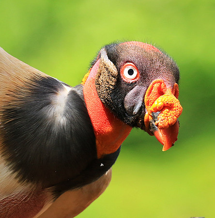 King vulture (sarcoramphe roi)