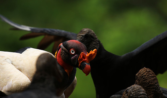 King vulture (sarcoramphe roi)