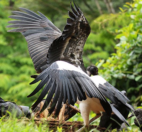 King vulture (sarcoramphe roi)