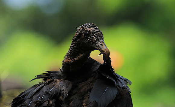 Black vulture