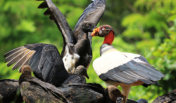 King vulture (sarcoramphe roi)