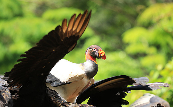 King vulture (sarcoramphe roi)