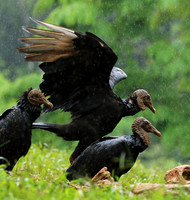 Black vultures