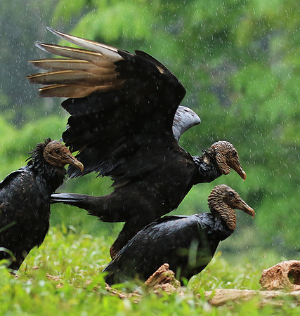 Black vultures