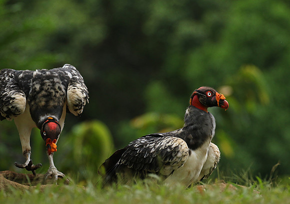 King vulture (sarcoramphe roi)