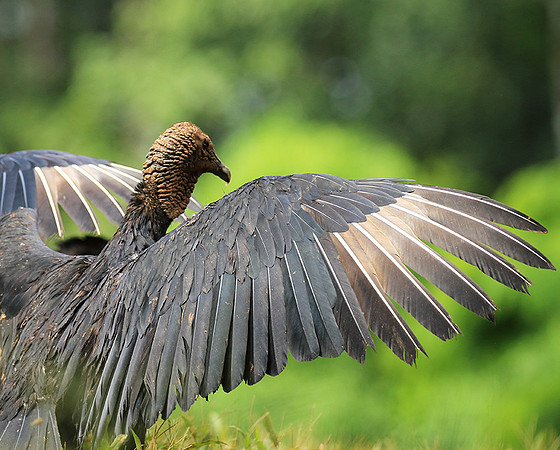 Black vulture