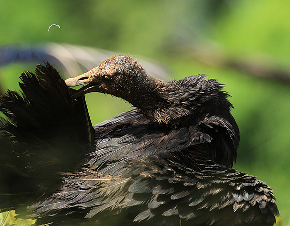 Black vulture