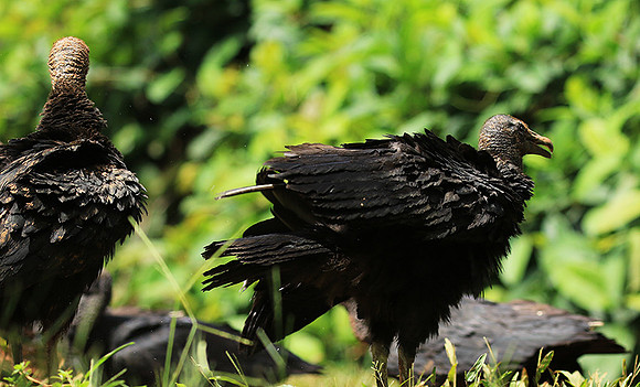 Black vulture