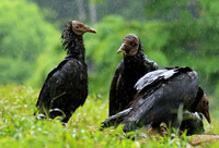 Black vultures
