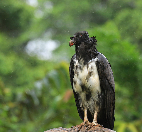 King vulture (sarcoramphe roi)