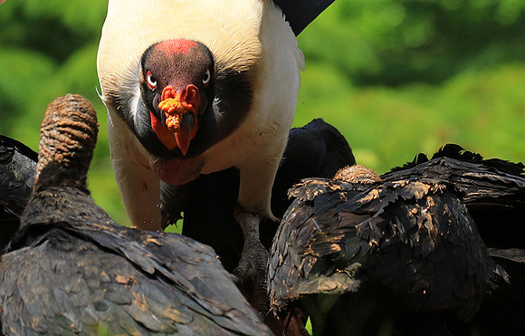 King vulture (sarcoramphe roi)