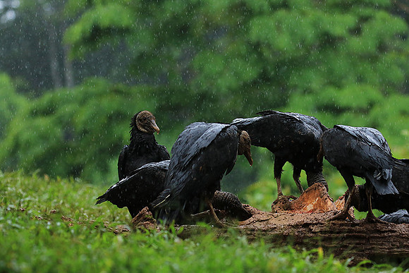 Black vultures
