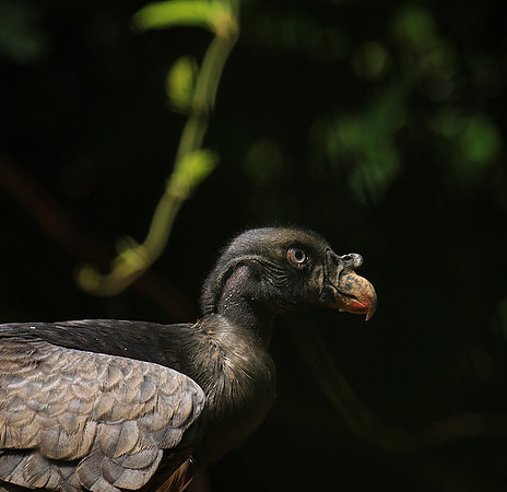 King vulture (sarcoramphe roi)