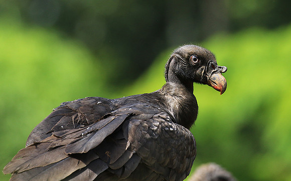 King vulture (sarcoramphe roi)