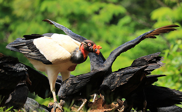 King vulture (sarcoramphe roi)