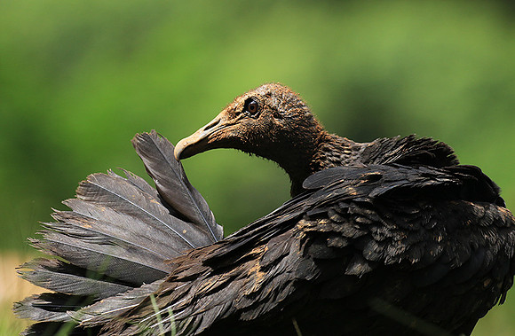 Black vulture