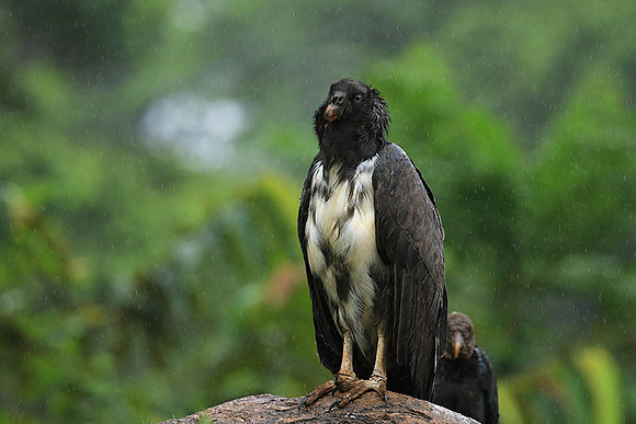 King vulture (sarcoramphe roi)