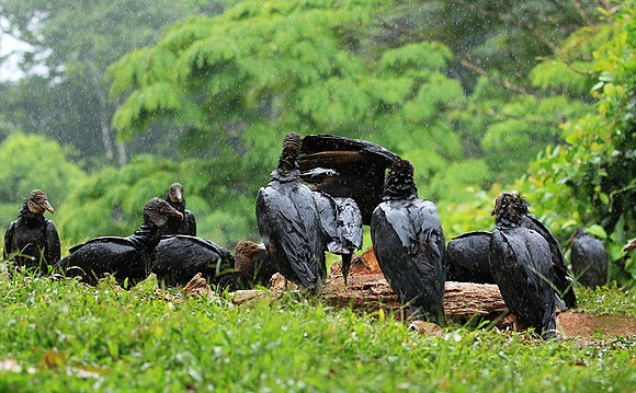 Black vultures