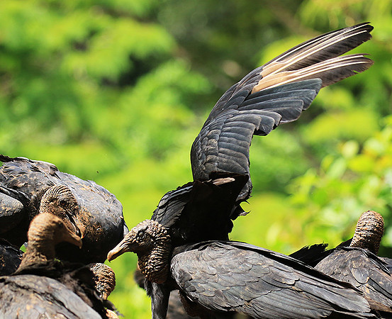 Black vulture