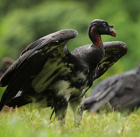 King vulture (sarcoramphe roi)